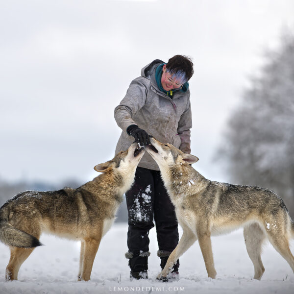 leelou-muraille-deux-chiens-loup-de-saarloos