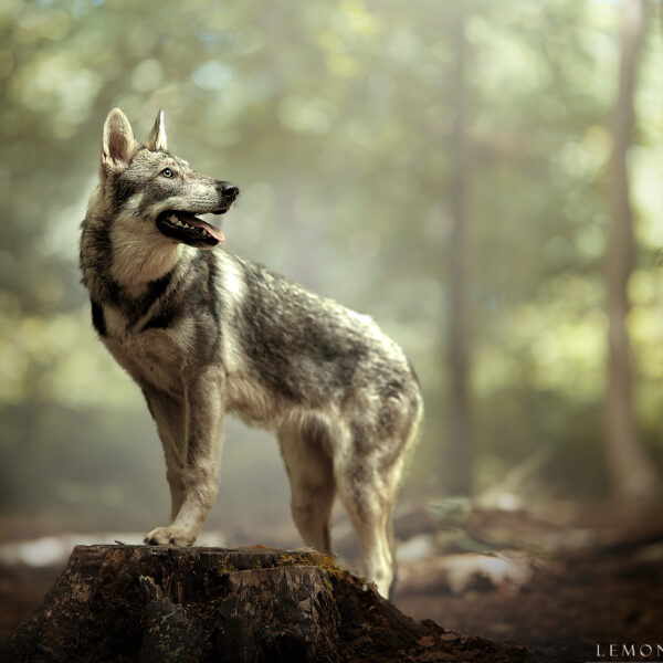 Photo de Leelou Muraille avec des chiens loup de Saarloos