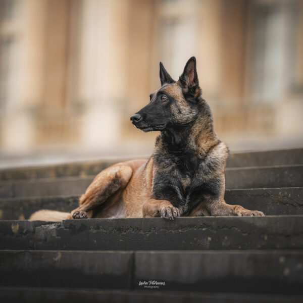 rhino-malinois