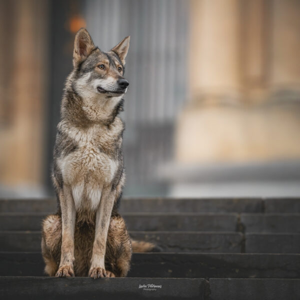 quira-chien-loup-de-saarloos-la-meute-d-alba