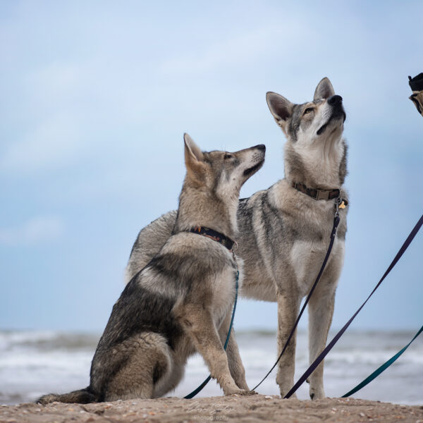 chiens-loup-de-saarloos-marche-en-laisse-place