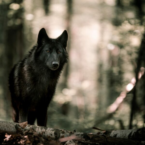 Photo de Leelou Muraille avec des chiens loup de Saarloos