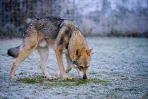 chinook-du-voile-blanc-la-meute-d-alba-chien-loup-de-saarloos