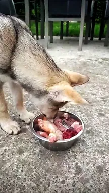 chien-loup-qui-mange-de-la-viande-crue