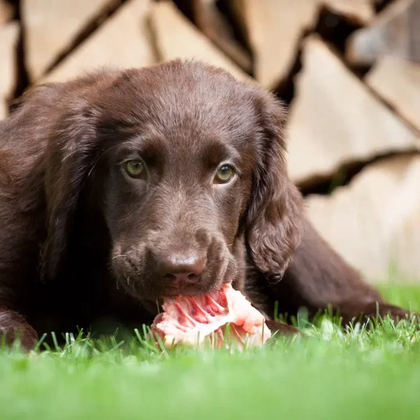 Raw-Feeding-pour-chien.jpeg