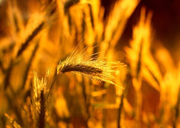 wheat-ears-7285264_640